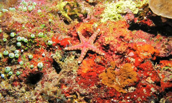 Neoferdina glyptodisca (Red Mottled Sea Star)